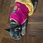 Sunny Brooks is registered to the contest to win money with this photo: dog, sleeping, pet, wooden_floor, clothing, pink, yellow, small_dog, indoor, cute, relaxed, animal, fur, collar, resting, canine, paw, domestic_animal, quiet, nap