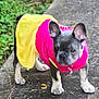 Sunny Brooks joined the competition — help win amazing prizes! dog, puppy, french_bulldog, pink_clothing, yellow_skirt, outdoor, concrete_path, greenery, pet, cute, small_dog, animal, ears, walking, young_dog, canine, adorable, fur, collar, sidewalk