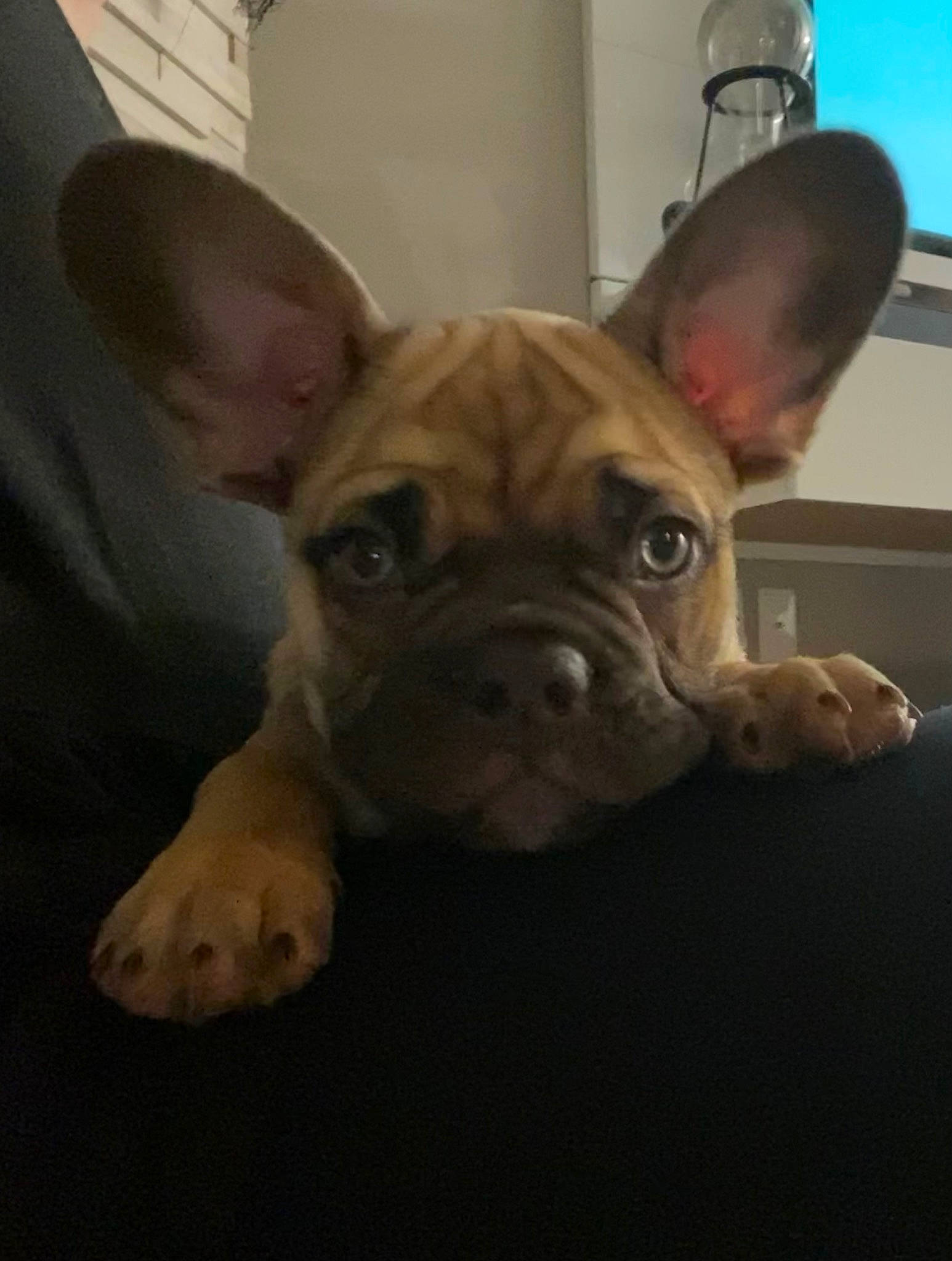 Winston joined the competition — help win amazing prizes! bulldog, canidae, carnivore, comfort, companion_dog, dog, dog_breed, ear, fawn, french_bulldog, fur, molosser, non_sporting_group, snout, sporting_group, terrestrial_animal, toy_dog, whiskers, working_animal, wrinkle