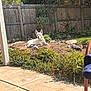 animal, backyard, blanket, chair, dirt, dog, fence, greenery, nature, outdoor, patio, pet, plants, quiet, relaxing, rocks, summer, sunlight, white_dog, wooden_fence