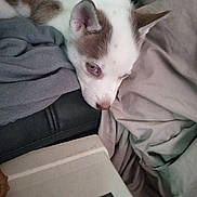 Lowkey is registered to the contest to win money with this photo: animal, blanket, brown, closeup, comfort, couch, cozy, dog, fur, head, household, indoor, leather, lying_down, pet, puppy, resting, sleepy, toy, white