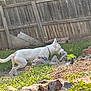 active, animal, backyard, canine, collar, daytime, dog, fence, garden, grass, landscape, nature, outdoor, pet, playing, rock, running, sunlight, toy, white_dog