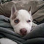 animal, bed, blanket, blue_eyes, close_up, comfort, cozy, cute, dog, ears, fur, husky, indoors, pet, puppy, resting, sleepy, snout, soft, young_dog