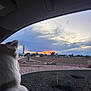 animal, car_interior, car_window, cat, clouds, curious, evening, fence, field, landscape, looking_out, nature, outdoor, pet, quiet, rocks, sky, sunset, trees, white_cat