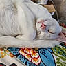 Gabriel is registered to the contest to win money with this photo: animal, blanket, cat, closeup, colorful, cozy, cute, floral_pattern, fluffy, fur, indoor, peaceful, pet, pink_nose, relaxation, resting, sleeping, soft, whiskers, white_cat
