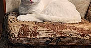 Gabriel is registered to the contest to win money with this photo: alert, animal, cat, cushion, cute, domestic_cat, ears, fabric, fur, furniture, indoor, pattern, pet, portrait, relaxed, resting, seated, tail, whiskers, white_cat