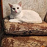 alert, animal, cat, cushion, cute, domestic_cat, ears, fabric, fur, furniture, indoor, pattern, pet, portrait, relaxed, resting, seated, tail, whiskers, white_cat