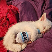 Gabriel is registered to the contest to win money with this photo: animal, bed, blanket, cat, comfort, cozy, cute, fur, indoor, kitten, milk, pet, plush_toy, purple, red, resting, sleeping, soft, toy, white_cat