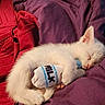 animal, bed, blanket, cat, comfort, cozy, cute, fur, indoor, kitten, milk, pet, plush_toy, purple, red, resting, sleeping, soft, toy, white_cat