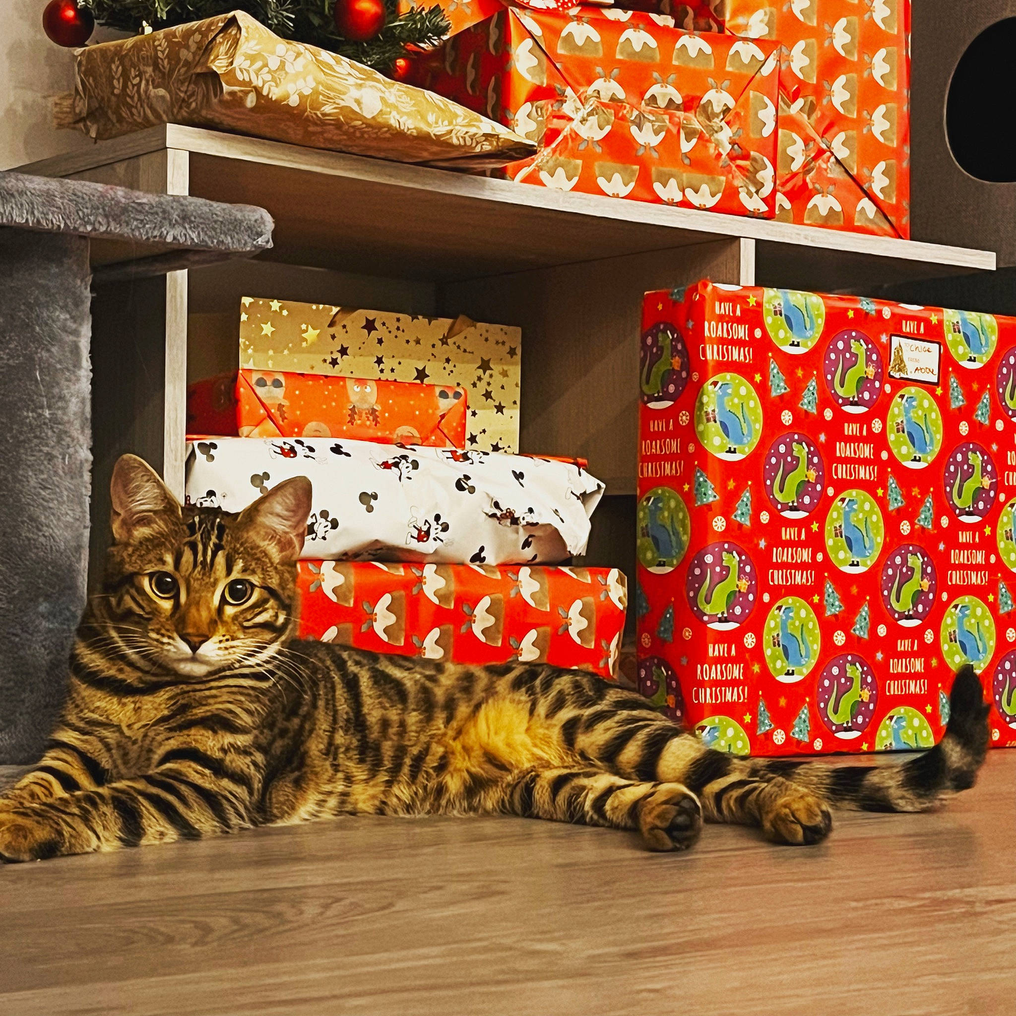 Astrid joined the competition — help win amazing prizes! art, carnivore, cat, comfort, domestic_short_haired_cat, event, felidae, floor, flooring, fur, hardwood, interior_design, linens, pattern, rectangle, small_to_medium_sized_cats, snout, terrestrial_animal, whiskers, wood