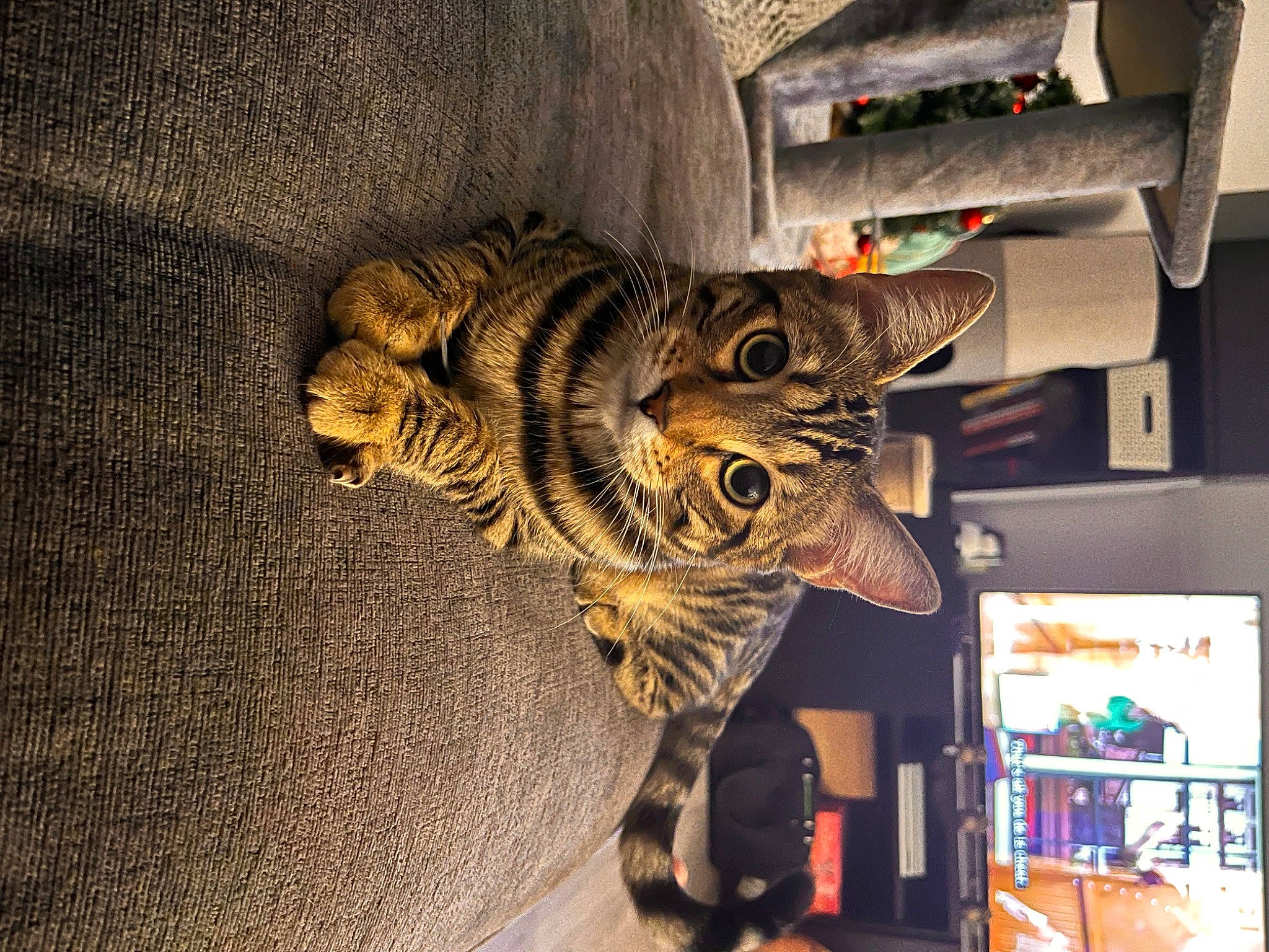 Astrid is registered to the contest to win money with this photo: art, artifact, cat, ceiling, felidae, fur, jaw, metal, mythical_creature, personal_protective_equipment, room, sculpture, shelf, small_to_medium_sized_cats, tail, terrestrial_animal, tiger, visual_arts, whiskers, wood