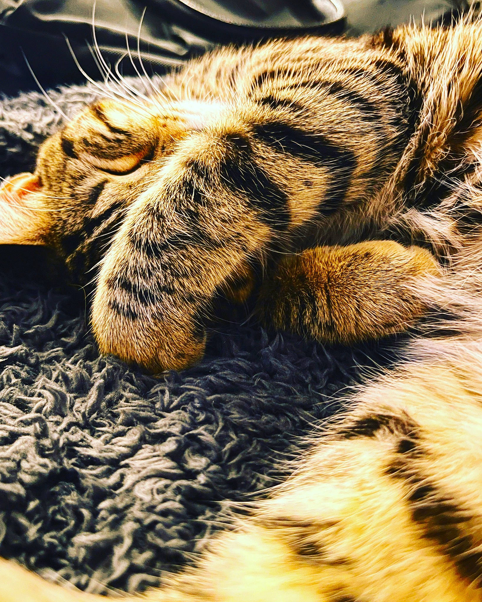Astrid joined the competition — help win amazing prizes! bengal_tiger, big_cats, claw, close_up, eye, fawn, felidae, fur, grass, human_body, livestock, pattern, paw, plant, siberian_tiger, small_to_medium_sized_cats, snout, terrestrial_animal, whiskers, wood