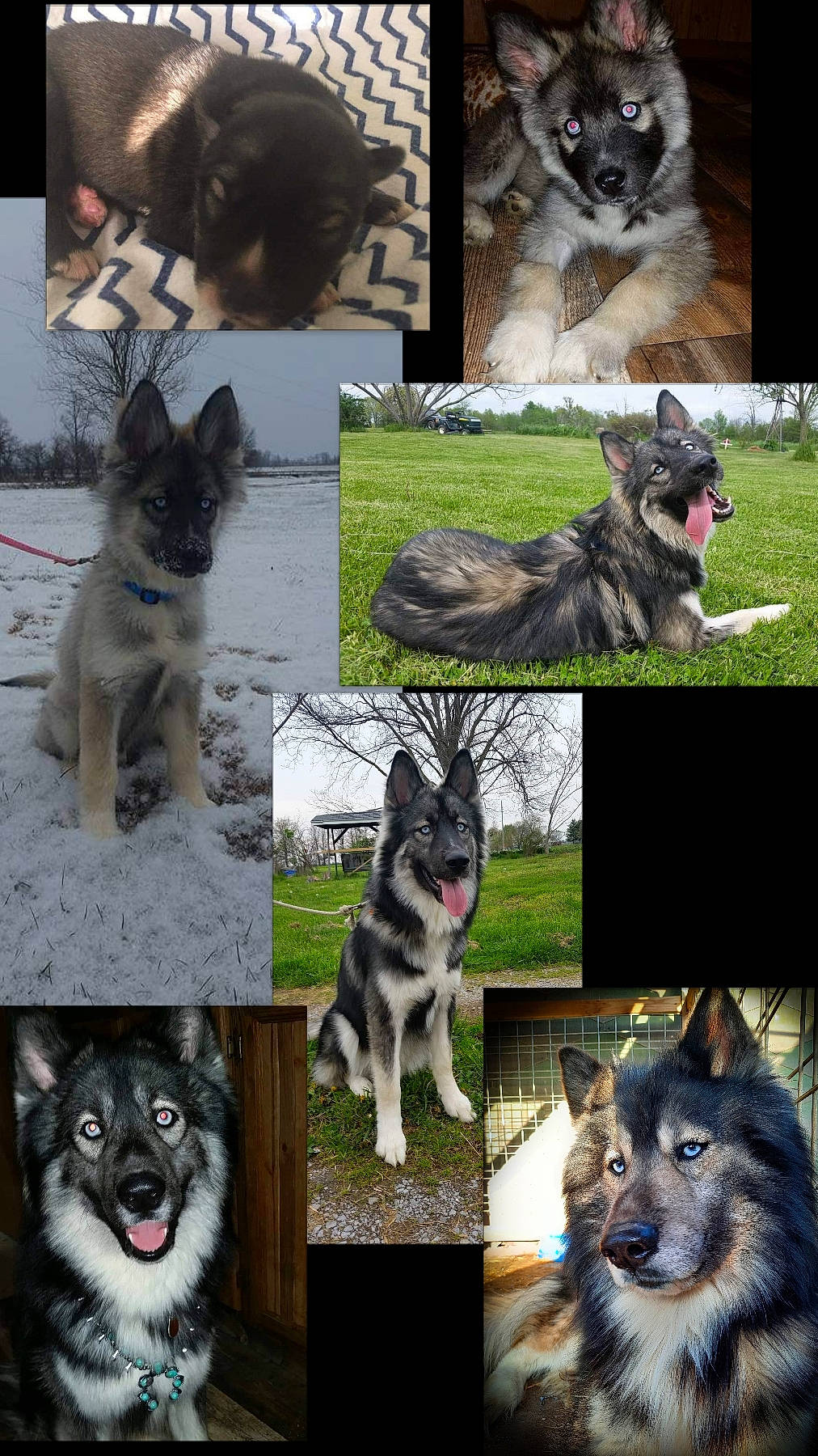 Tatonka joined the competition — help win amazing prizes! art, canidae, carnivore, collage, companion_dog, dog, dog_breed, grey, mammal, photo_caption, photograph, sled_dog, snapshot, sporting_group, vertebrate, white, wildlife, wolf, working_animal, working_dog