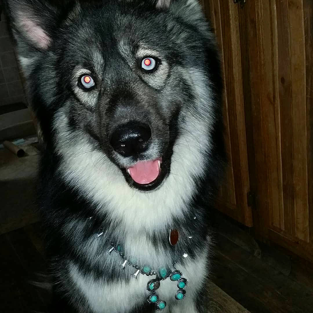 Tatonka joined the competition — help win amazing prizes! alaskan_malamute, canadian_eskimo_dog, canidae, carnivore, dog, dog_breed, eye, lapponian_herder, mammal, native_american_indian_dog, norwegian_elkhound, saarloos_wolfdog, sakhalin_husky, seppala_siberian_sleddog, siberian_husky, sled_dog, snout, tamaskan_dog, vertebrate, wolfdog