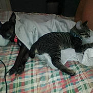 Sonny joined the competition — help win amazing prizes! dog, cat, blanket, bed, plaid, sleeping, resting, indoor, pet, feline, canine, collar, fur, paw, quiet, relaxation, domestic, companion, cozy, soft