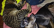Sonny joined the competition — help win amazing prizes! cat, dog, tabby_cat, black_dog, pet, sleeping_cat, lying_down, collar, chain, blanket, cushion, indoor, cozy, fur, resting, animal, companion, friendship, pink_blanket, yellow_cloth