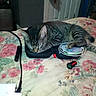 Sonny is registered to the contest to win money with this photo: cat, tabby_cat, sleeping, bed, blanket, floral_pattern, indoor, electronics, cables, case, charger, device, pet, resting, cozy, fur, whiskers, paw, relaxed, domestic_animal