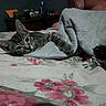 Sonny joined the competition — help win amazing prizes! kitten, tabby_cat, blanket, bed, floral_bedspread, paw, sleeping, indoor, feline, pet, resting, cozy, curious, animal, cute, companion, domestic, furniture, human, relaxation