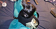 Rosie is registered to the contest to win money with this photo: dog, black_dog, pet_clothing, skeleton_shirt, blanket, bed, remote_control, blue_blanket, indoor, pet, furniture, technology, electronics, small_dog, animal, looking_up, blurred, black, fabric, messy
