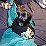 dog, black_dog, pet_clothing, skeleton_shirt, blanket, bed, remote_control, blue_blanket, indoor, pet, furniture, technology, electronics, small_dog, animal, looking_up, blurred, black, fabric, messy