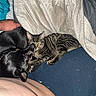 dog, cat, bed, blanket, human_hand, tabby_cat, black_dog, snuggling, cozy, indoor, pet, fur, resting, sleepy, domestic_animal, animal_companions, comfort, cuddling, soft_textile, relaxation