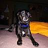 dog, black_dog, blue_collar, bed, blanket, orange_blanket, purple_blanket, indoor, wood_paneling, flash_reflection, pet, animal, room, furniture, relaxing, canine, domestic_animal, lying_down, night, low_light