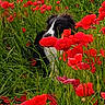 Nicky a rejoint le concours — aidez-le/la à gagner de superbes lots ! dog, border_collie, flowers, poppies, grass, nature, outdoor, field, greenery, plants, animal, pet, canine, fur, black_and_white, spring, summer, wildflowers, colorful, scenic