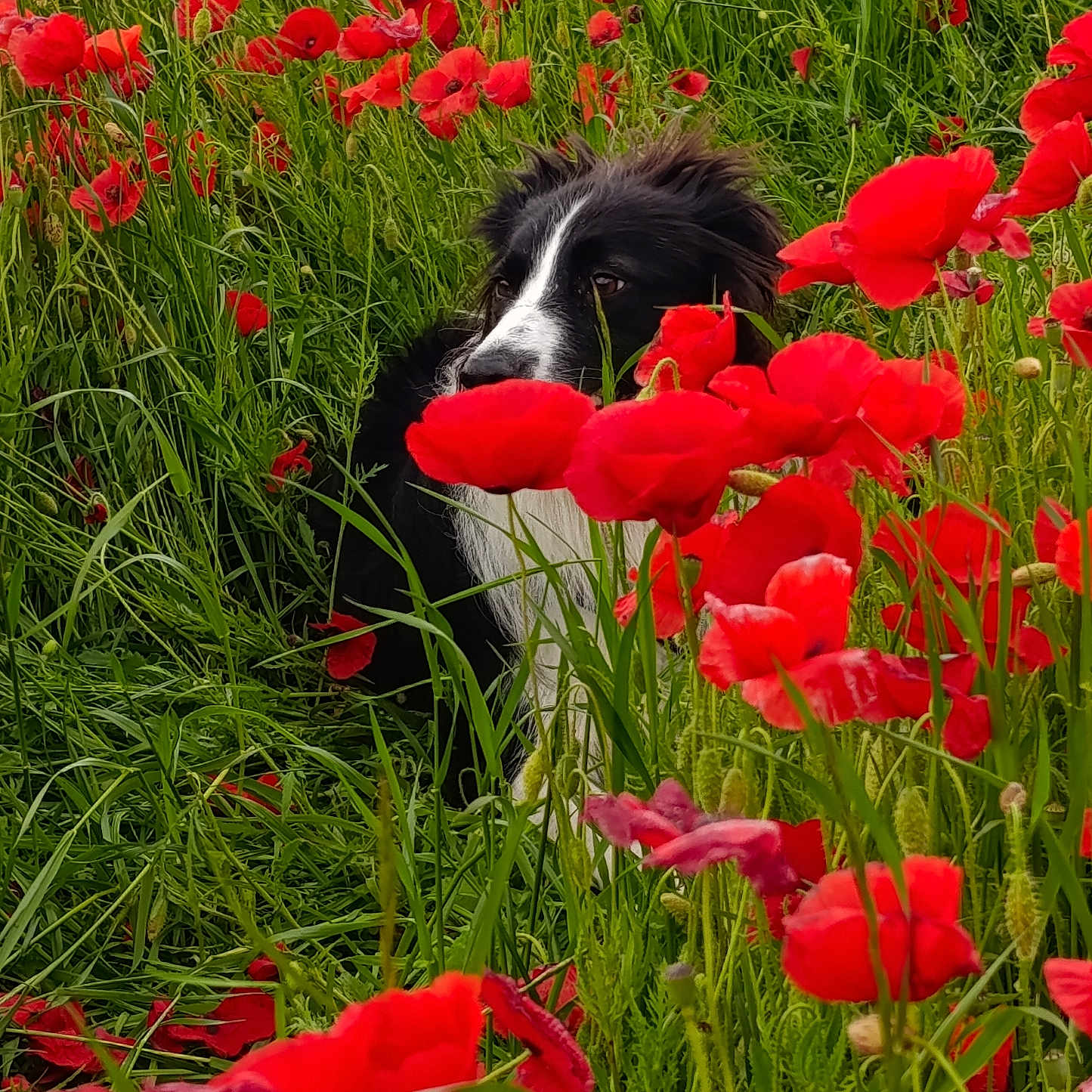 Nicky a rejoint le concours — aidez-le/la à gagner de superbes lots ! dog, border_collie, flowers, poppies, grass, nature, outdoor, field, greenery, plants, animal, pet, canine, fur, black_and_white, spring, summer, wildflowers, colorful, scenic
