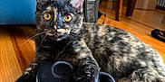 Acadia joined the competition — help win amazing prizes! backpack, cat, chair, curious, flooring, fur, golden_eyes, hardwood_floor, home, indoor, kitten, paw, pet, playful, portrait, shoe, sneaker, table, tortoiseshell_cat, whiskers