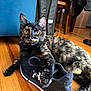 backpack, cat, chair, curious, flooring, fur, golden_eyes, hardwood_floor, home, indoor, kitten, paw, pet, playful, portrait, shoe, sneaker, table, tortoiseshell_cat, whiskers