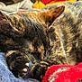 Acadia is registered to the contest to win money with this photo: bedding, blanket, cat, close_up, cozy, domestic_animal, feline, fur, fur_texture, indoor, nap, paw, paw_pads, pet, portrait, resting, sleeping, soft, tortoiseshell_cat, whiskers