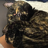 Acadia joined the competition — help win amazing prizes! bed, black, blanket, brown, cat, close_up, cozy, curled_up, fur, indoor, nap, owner_arm, patterned_fur, paws, pet, pillow, sleeping, sleeve, tortoiseshell_cat, whiskers