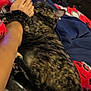 Acadia is registered to the contest to win money with this photo: arm, bedding, blanket, cat, close_up, cozy, cuddling, fur, furniture, human_foot, indoor, navy_blanket, painted_toenails, paw, paw_pads, pet, red_blanket, relaxing, sleeping, tortoiseshell_cat