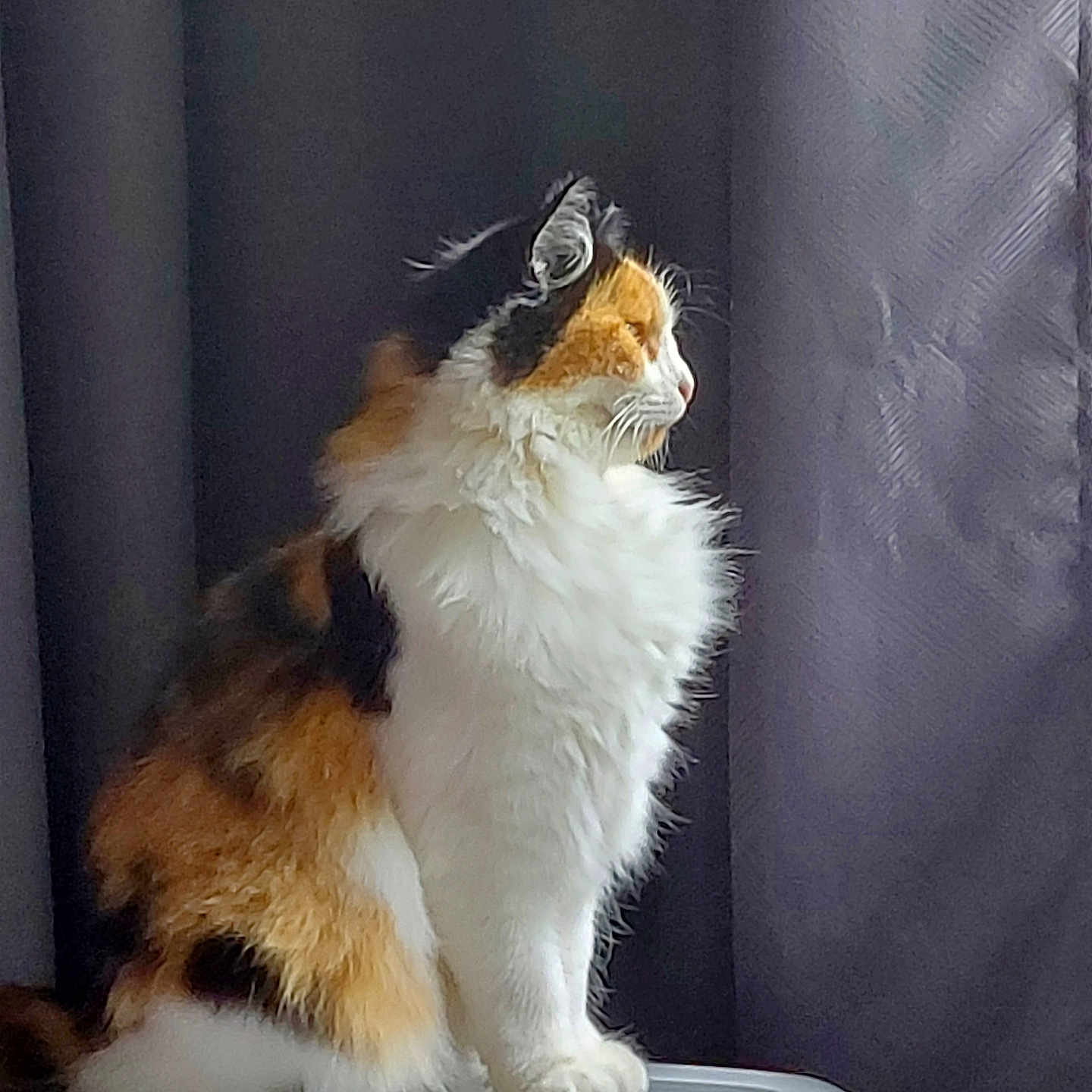 Maya a rejoint le concours — aidez-le/la à gagner de superbes lots ! animal, black, calico, cat, curtain, cute, domestic, feline, fluffy, fur, indoor, looking, orange, pet, profile, quiet, side_view, sitting, soft_light, white