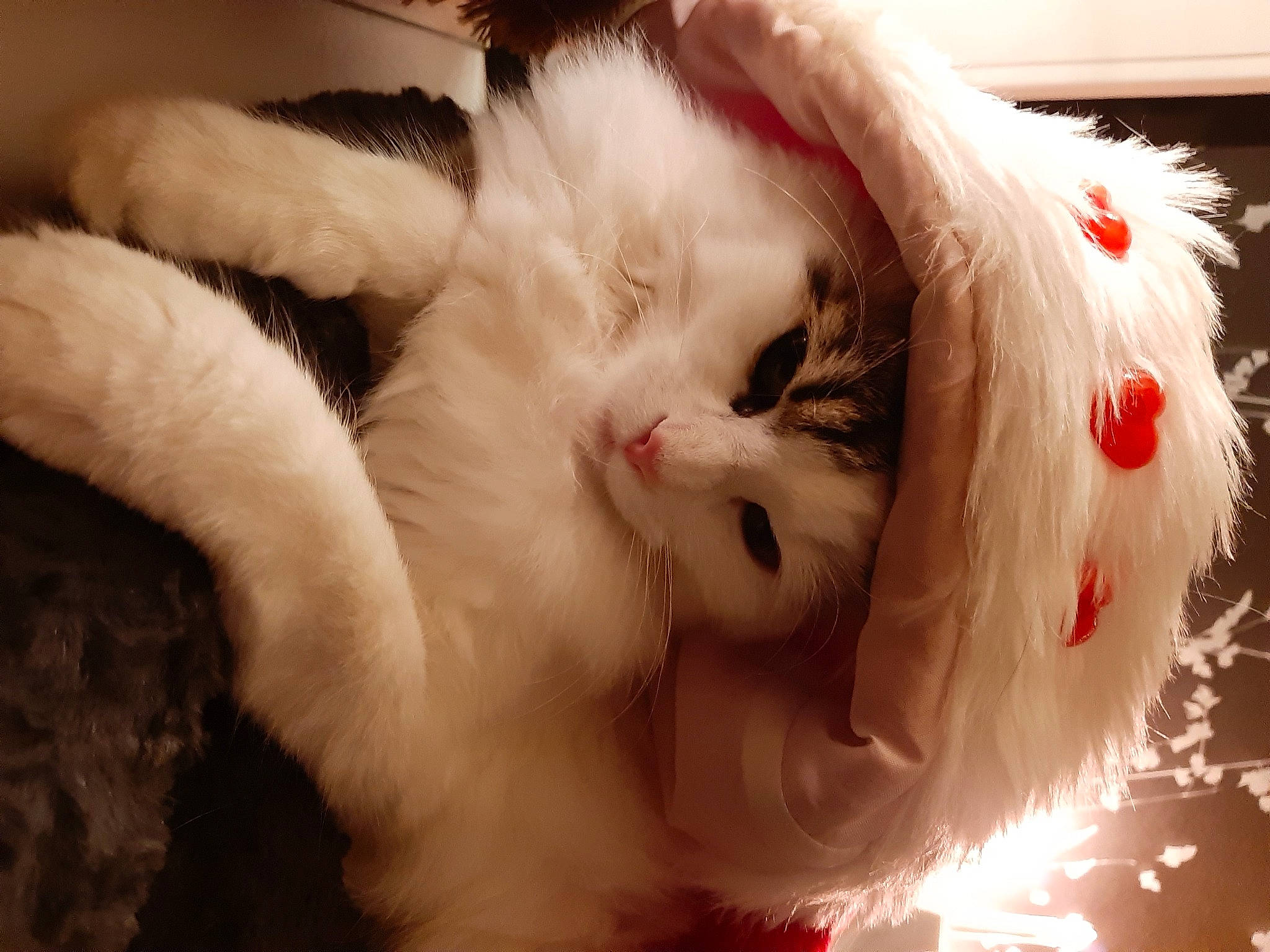 June participe au concours pour gagner de l'argent avec cette photo : carnivore, cat, facial_expression, felidae, fur, love, natural_material, paw, small_to_medium_sized_cats, snout, tongue, vertebrate, whiskers