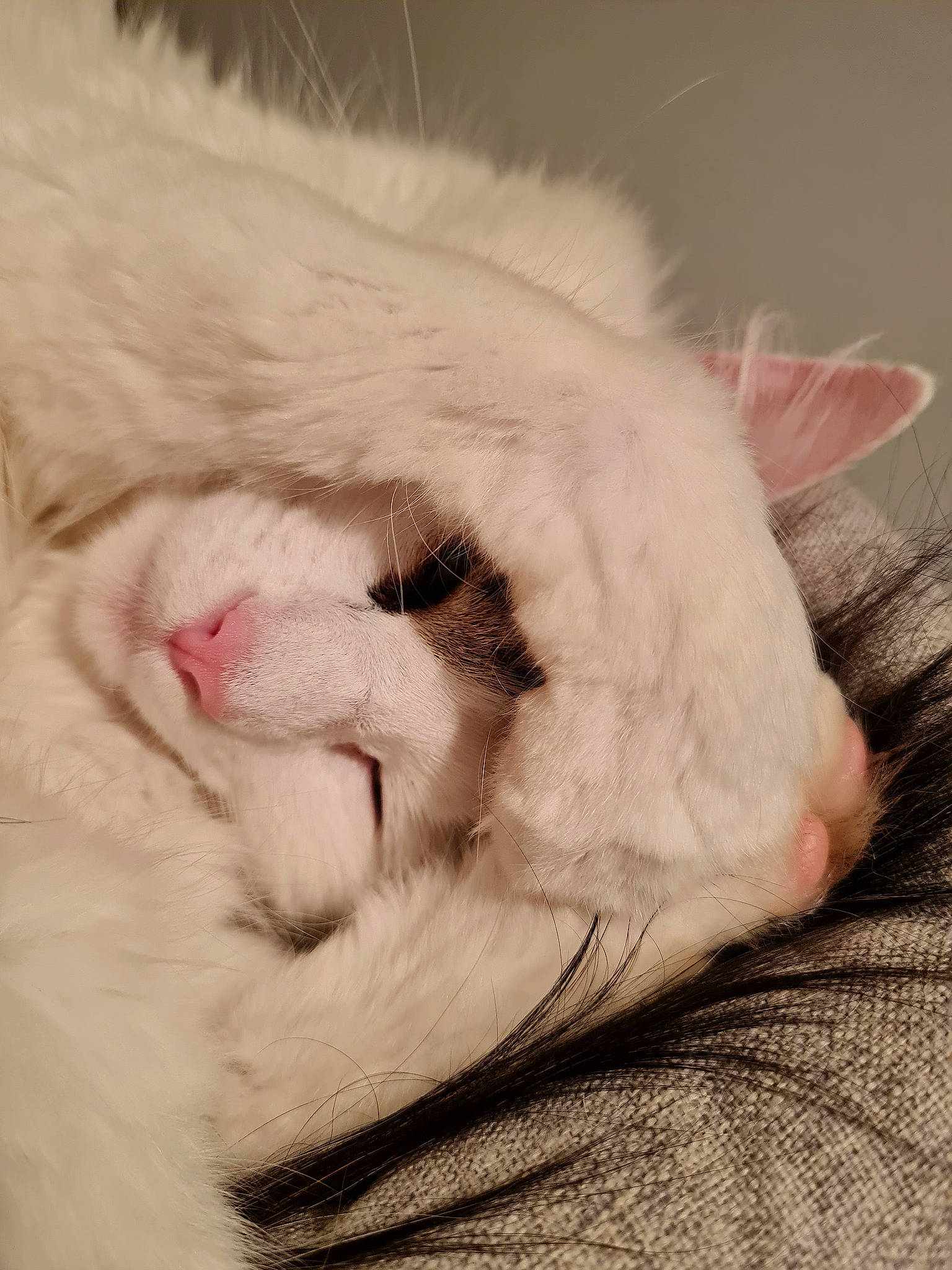 June a rejoint le concours — aidez-le/la à gagner de superbes lots ! carnivore, cat, claw, domestic_short_haired_cat, ear, fawn, felidae, fur, nap, paw, sleep, small_to_medium_sized_cats, tail, terrestrial_animal, whiskers