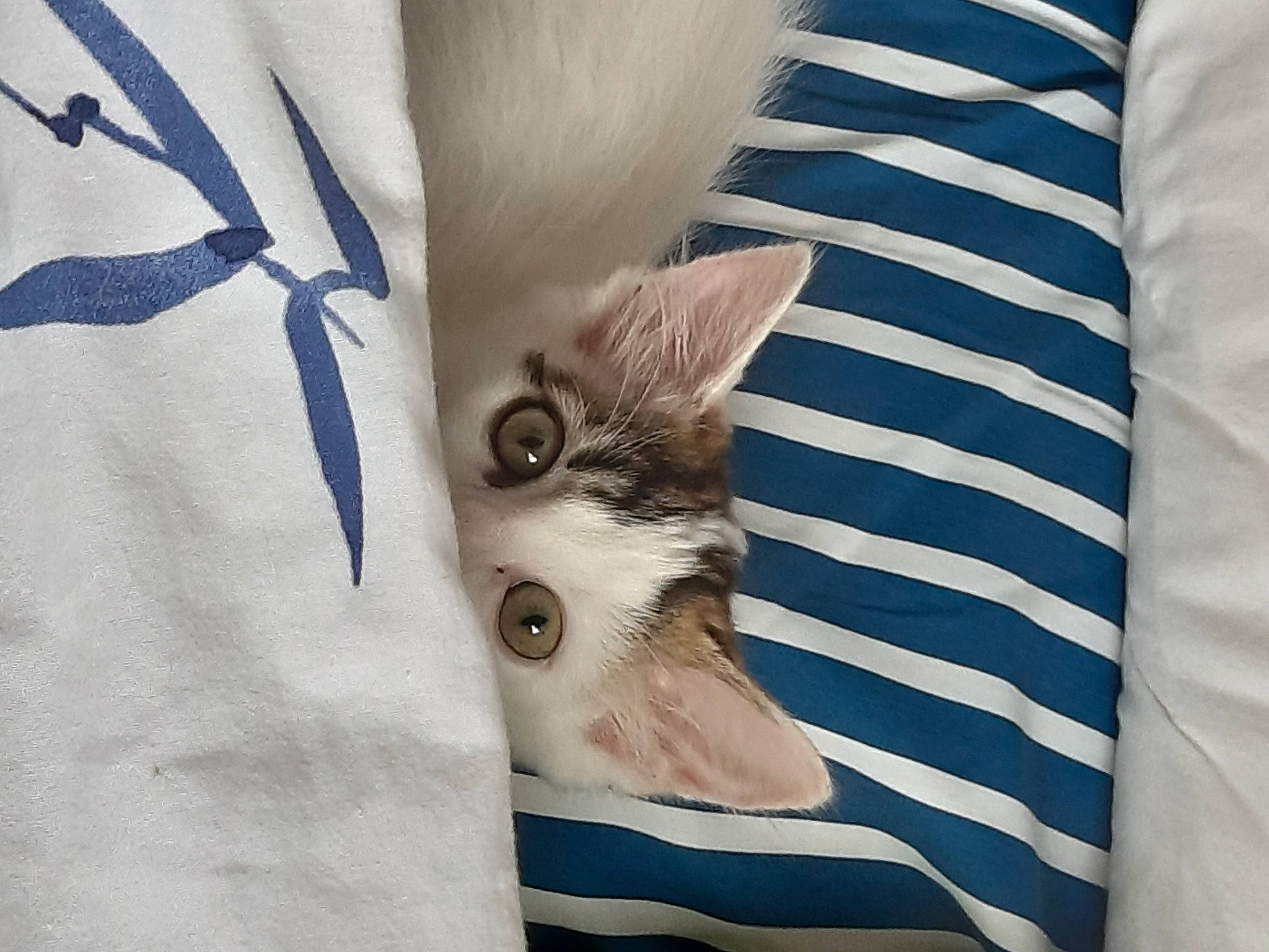June participe au concours pour gagner de l'argent avec cette photo : blue, carnivore, cat, domestic_short_haired_cat, felidae, fur, kitten, small_to_medium_sized_cats, snout, textile, vertebrate, whiskers
