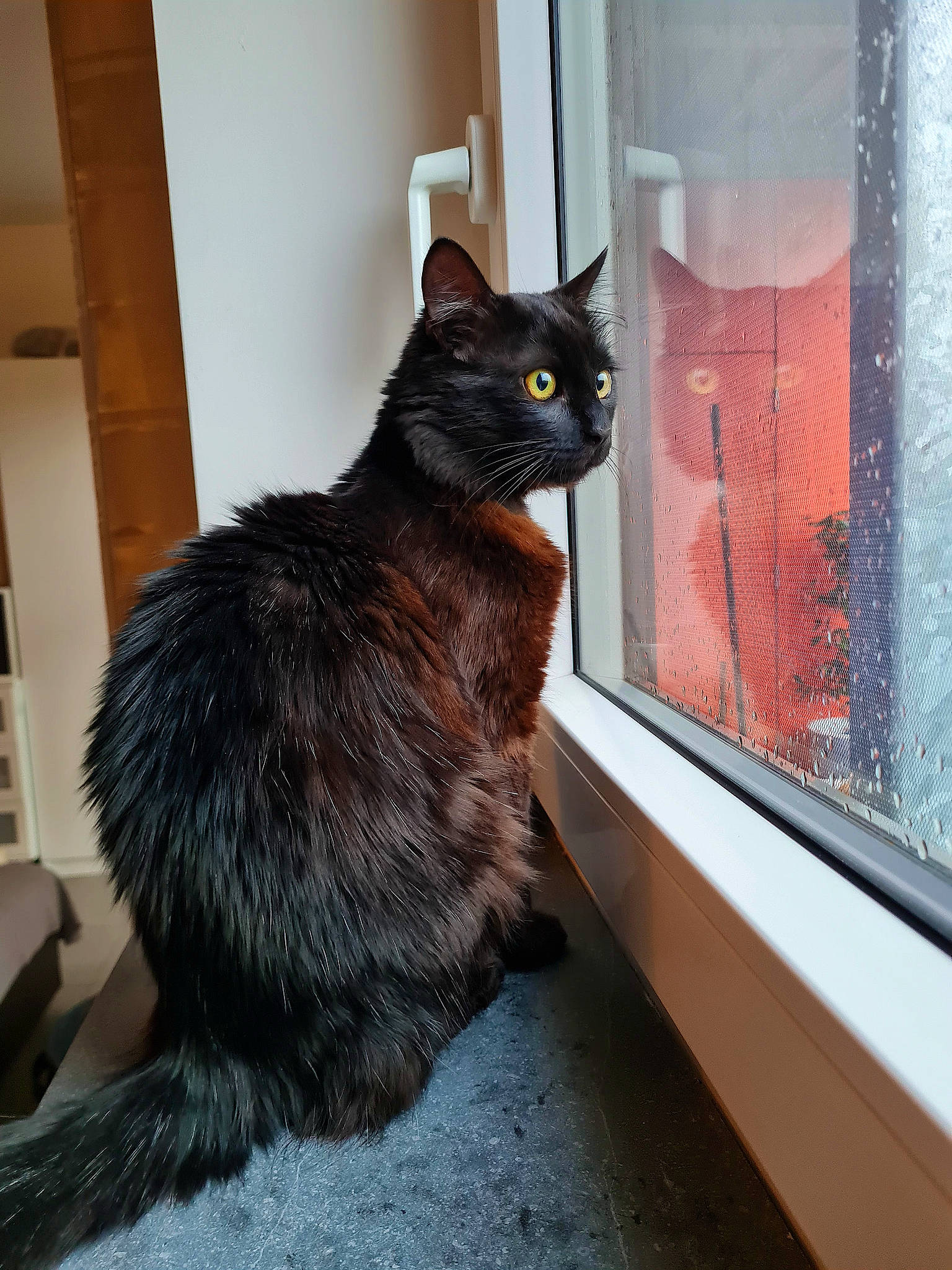 Pitty Le Grec participe au concours pour gagner de l'argent avec cette photo : black_cat, bombay, carnivore, cat, claw, domestic_short_haired_cat, door, felidae, fur, glass, grey, paw, sitting, small_to_medium_sized_cats, snout, tail, terrestrial_animal, whiskers, window, wood