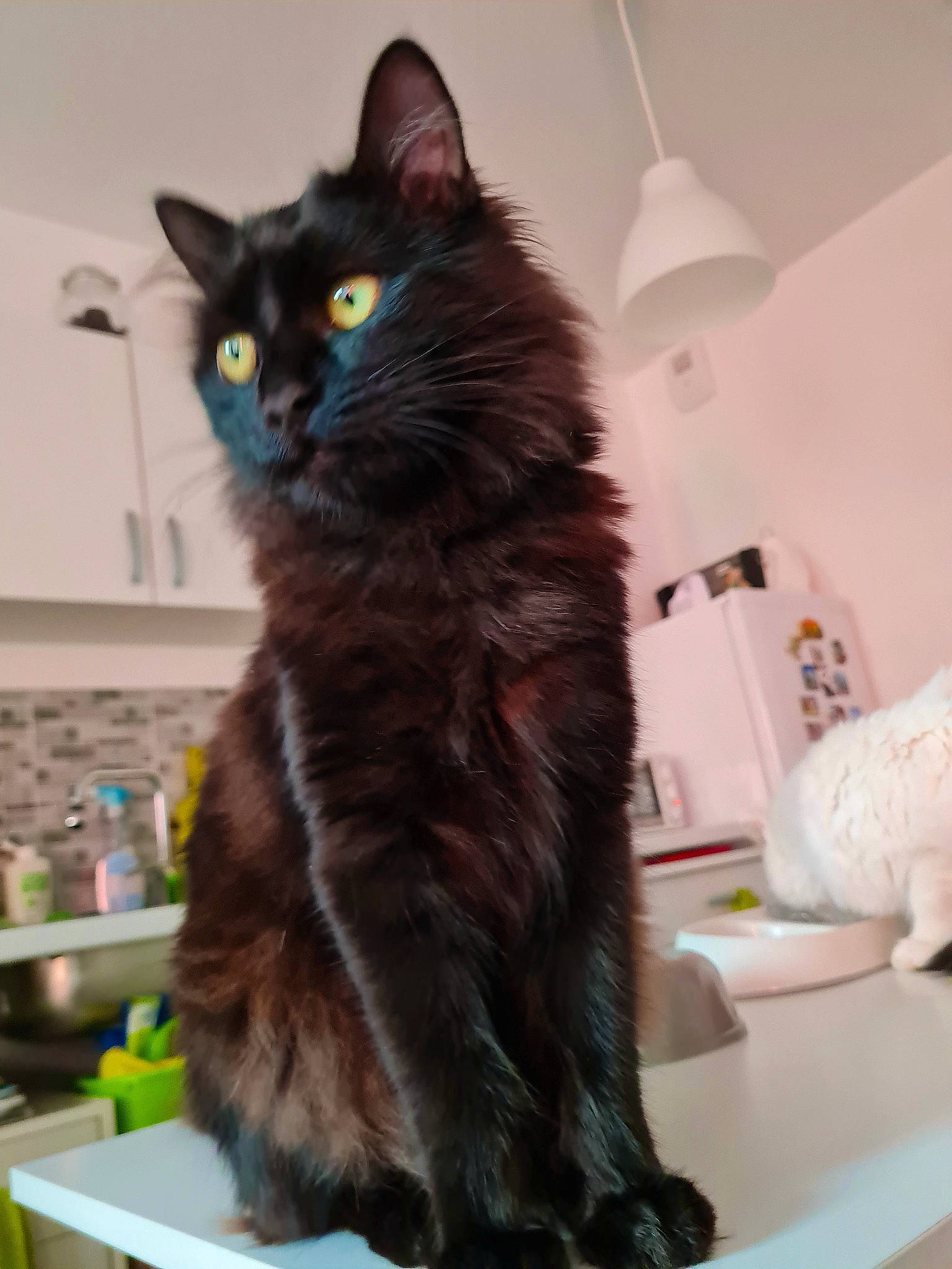 Pitty Le Grec participe au concours pour gagner de l'argent avec cette photo : black_cat, british_longhair, carnivore, cat, claw, domestic_short_haired_cat, eye, felidae, fur, iris, small_to_medium_sized_cats, tail, terrestrial_animal, whiskers