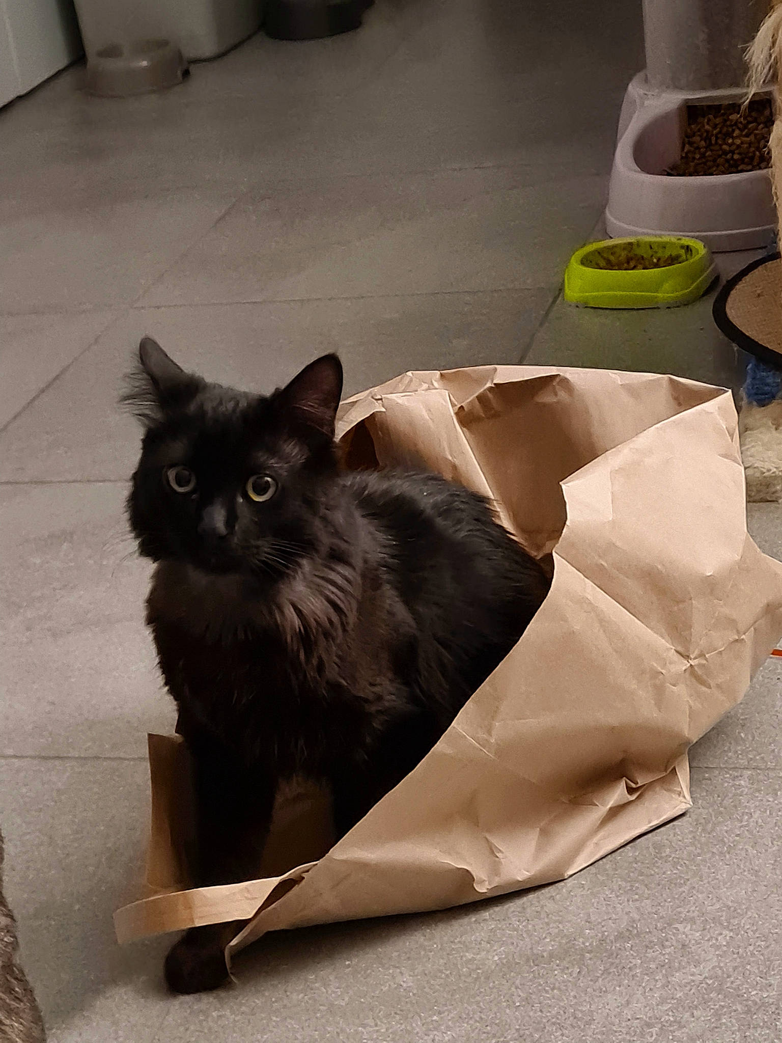 Pitty Le Grec participe au concours pour gagner de l'argent avec cette photo : black_cat, box, carnivore, cat, comfort, domestic_short_haired_cat, fawn, felidae, flooring, fur, grey, hardwood, metal, pet_supply, sitting, small_to_medium_sized_cats, snout, tail, terrestrial_animal, whiskers