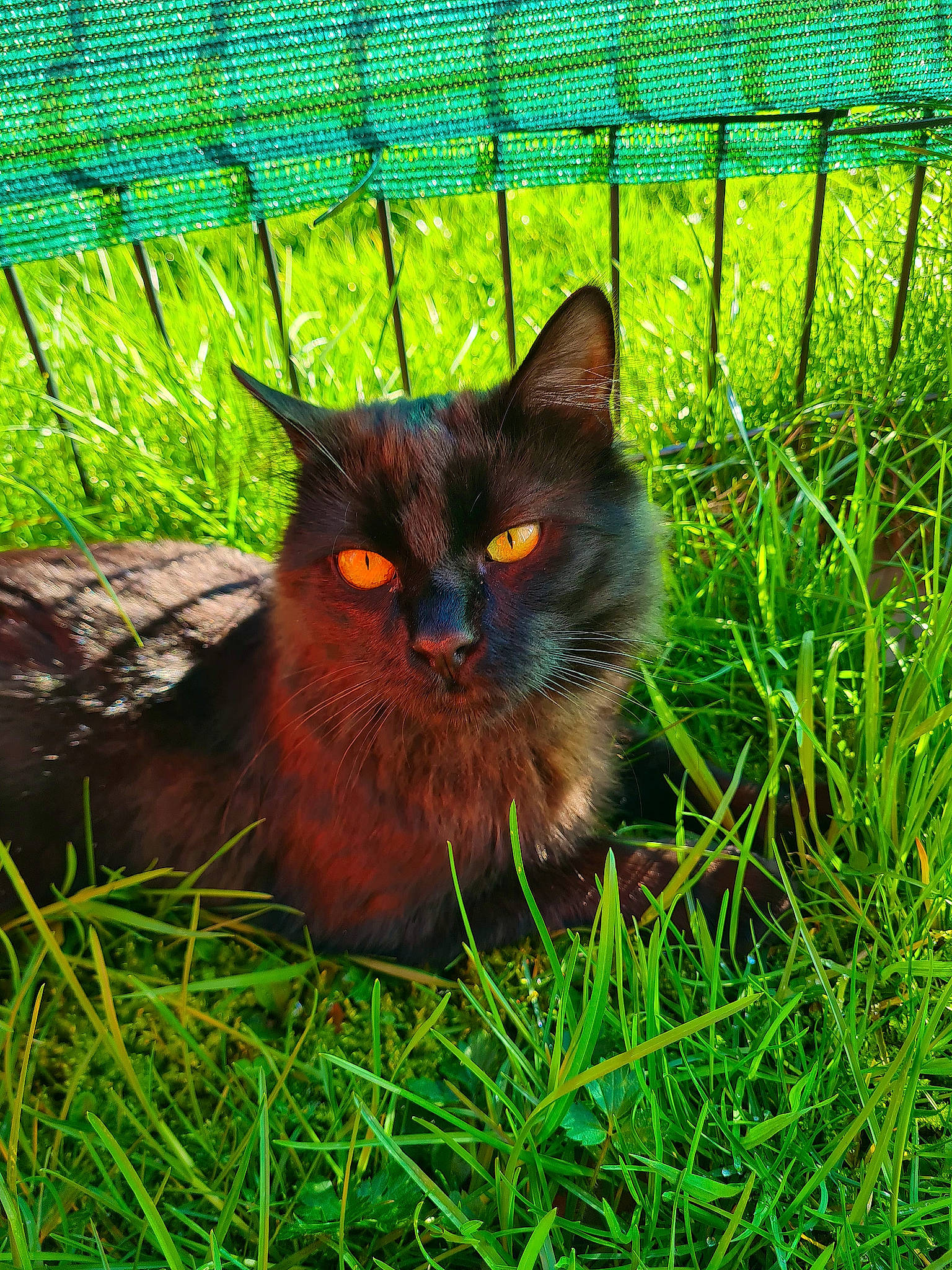 Pitty Le Grec participe au concours pour gagner de l'argent avec cette photo : art, bombay, carnivore, cat, domestic_short_haired_cat, electric_blue, felidae, fence, fur, grass, grassland, groundcover, mesh, plant, small_to_medium_sized_cats, snout, tail, terrestrial_animal, whiskers, wire_fencing