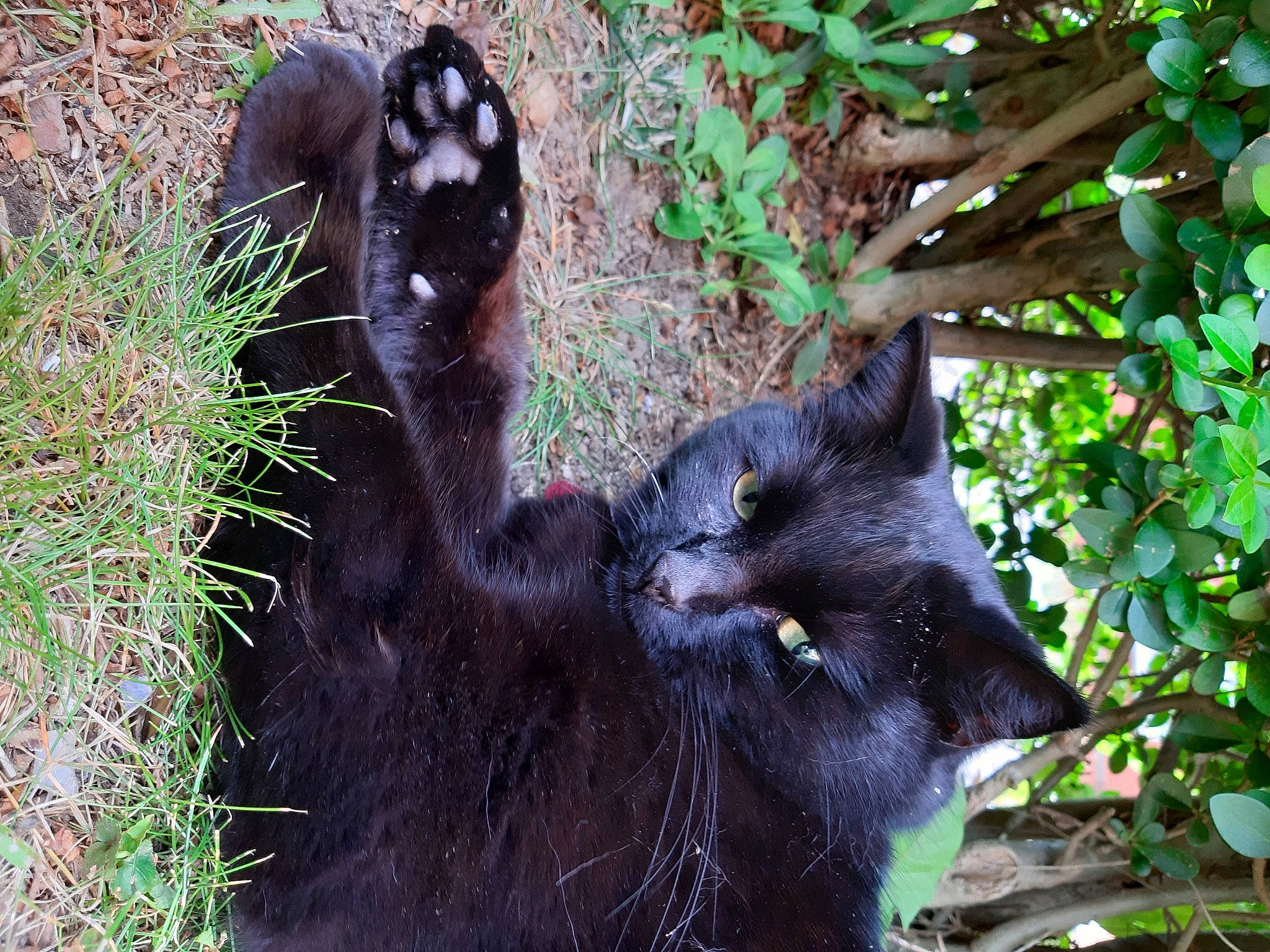 Kitto a rejoint le concours — aidez-le/la à gagner de superbes lots ! adaptation, carnivore, cat, felidae, foot, fur, grass_family, groundcover, organism, paw, small_to_medium_sized_cats, snout, terrestrial_animal, wildlife