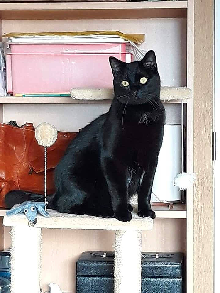 Kitto participe au concours pour gagner de l'argent avec cette photo : black_cat, bombay, carnivore, cat, cat_furniture, cat_supply, felidae, fur, home, home_accessories, living_room, pet_supply, shelving, small_to_medium_sized_cats, snout, tail, vertebrate, whiskers