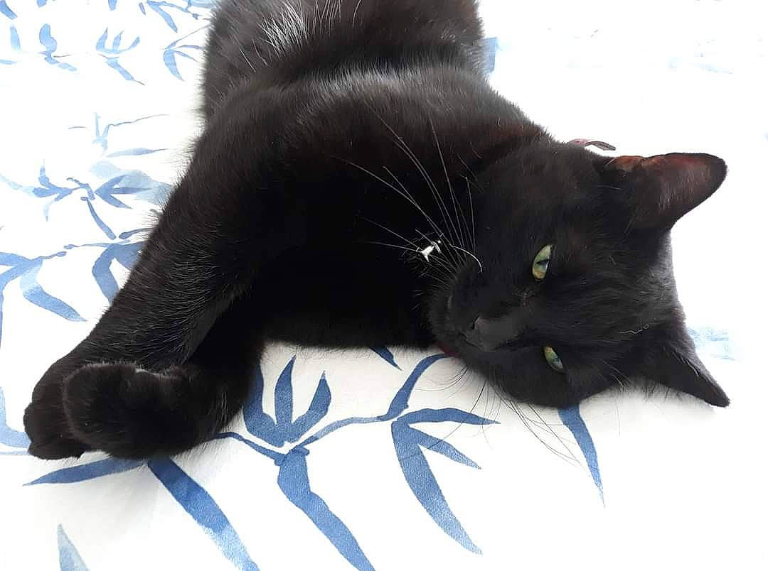 Kitto participe au concours pour gagner de l'argent avec cette photo : black, black_cat, bombay, carnivore, cat, comfort, domestic_short_haired_cat, felidae, fur, organism, shadow, small_to_medium_sized_cats, snout, tail, terrestrial_animal, vertebrate, whiskers