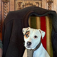 Tino a rejoint le concours — aidez-le/la à gagner de superbes lots ! brown_markings, canine, chair, collar, dog, dressed_up, fireplace, floppy_ears, formal, furniture, home_decor, indoors, ornate, pet, portrait, serious_expression, sitting, tie, white_fur, wood