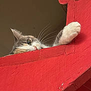 Choupette participe au concours pour gagner de l'argent avec cette photo : cat, paw, red_wood, wooden_ledge, curious, pet, animal, whiskers, indoor, close_up, playful, feline, eye, claw, resting, looking, house, colorful, texture, background