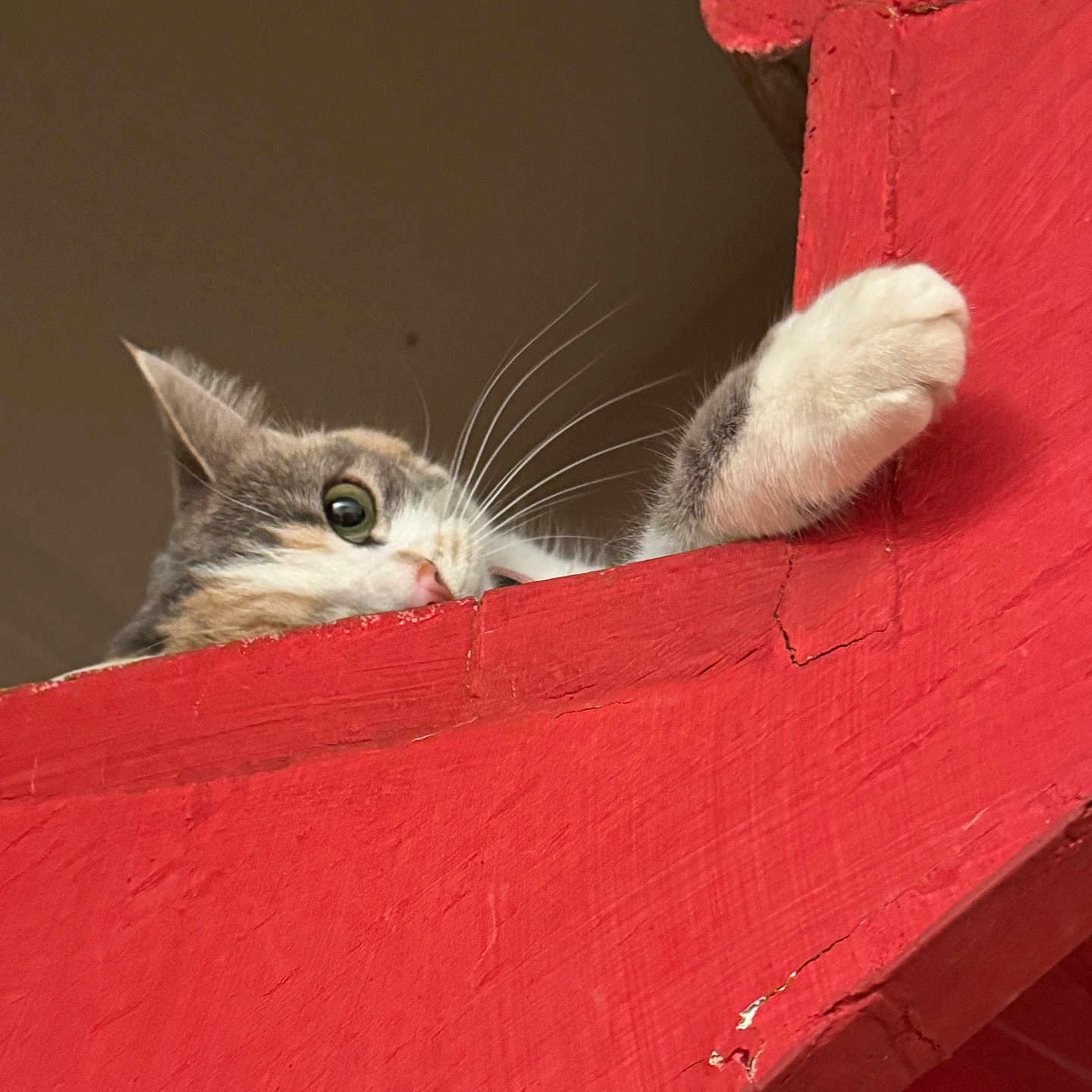 Choupette participe au concours pour gagner de l'argent avec cette photo : cat, paw, red_wood, wooden_ledge, curious, pet, animal, whiskers, indoor, close_up, playful, feline, eye, claw, resting, looking, house, colorful, texture, background