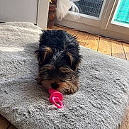 Blue participe au concours pour gagner de l'argent avec cette photo : adorable, animal, cozy, curtain, cushion, cute, dog, floor, fur, gray, indoor, pacifier, pet, pink, playful, puppy, resting, small, window, wooden_floor