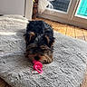 adorable, animal, cozy, curtain, cushion, cute, dog, floor, fur, gray, indoor, pacifier, pet, pink, playful, puppy, resting, small, window, wooden_floor
