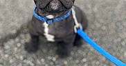 Uryo participe au concours pour gagner de l'argent avec cette photo : adorable, animal, black_dog, blue_collar, blue_leash, close_up, companion, cute, dog, ears_up, french_bulldog, looking_up, outdoor, pavement, pet, pet_accessory, puppy, sitting, small_dog, young_dog